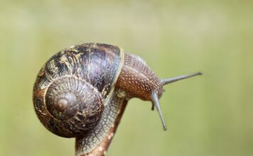 Jak wyczyścić czujnik ABS?