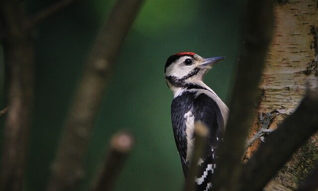 Jakie krzesełko do karmienia BLW?