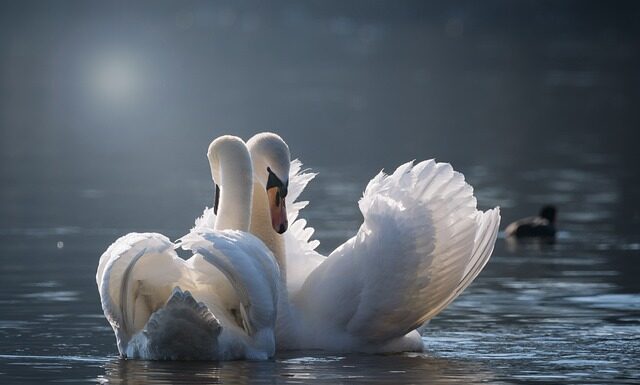 Gdzie Łączenie blatu?