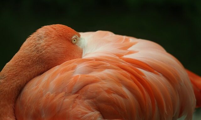 Która Kleme odłączyć aby zresetować?